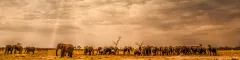 Banner Pairing Southern African Destinations Botswana Elephants Birger Strahl