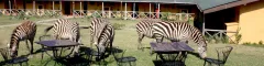 Rhino Lodge - Ngorongoro Crater - Tanzania