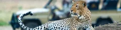 Leopard On Game Drive, Old Mondoro- bannner