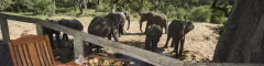 Tintswalo Safari Lodge - Manyeleti Game Reserve - South Africa