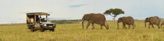 Masai Mara Elephants OSV banner