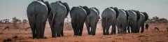 7 Day Fly In Namibia Safari Banner Namibias desert adapted elephants