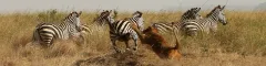 00 Banner When to Visit Tanzania African Safari Calendar Lion misses zebra in Tanzania