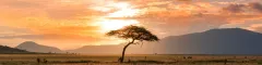 Banner Tours Safaris to Tsavo National Park Kenya Damian Patkowski