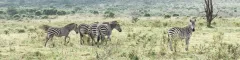 Arusha National Park Tanzania Zebras Hatari Lodge