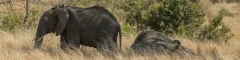 Banner 2 balule private game reserve South Africa Simon Vegter