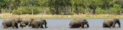 Banner Elephants crossing water Moremi Game Reserve Botswana Camp Xakanaxa