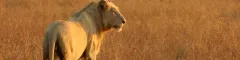 Banner White Lion of Kruger
