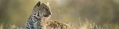 Banner Sabi Sand South Africa Leopard Singita Ebony Lodge