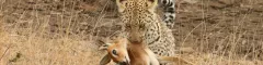 Banner Kruger Leopard Perfects Waterhole Kills