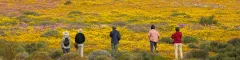 Banner Why use a tour operator Namaqualand daisies in full bloom South Africa