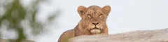 Banner Kruger Safaris May 2022 Highlights 1
