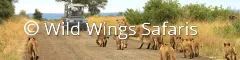 Early bird special offer kruger national park safaris discount