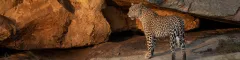 Banner 4 Day Kruger Park and Panorama Route Safari 16 05 23 3