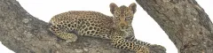 Banner A Rare and Precious Leopard Cub Encounter