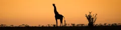 Banner 2 East Africa Safaris Wim van den Heever