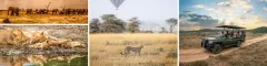 Collague of people on safari game viewing experience and wildlife sightings