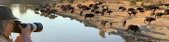 Popular African Safari Destinations