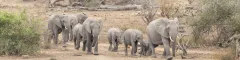 Contact wild wing safaris african safari scene 8