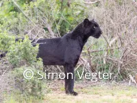 Giza the elusive black leopard of laikipia 10