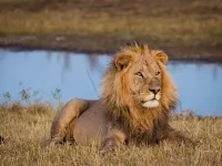 11 day best of botswana and victoria falls safari package wild wings 1
