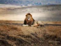 Luxury ngorongoro serengeti zanzibar safari wild wings safaris 1