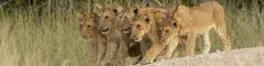Kruger lion cubs family safari cape town kruger vic falls wild wings safaris