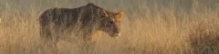Lioness stalking through the long grass 5 day best of kruger safari wild wings safaris