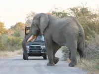 5 day kruger park safari experience wild wings safaris 1