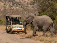 Best kruger and private lodge wild wings safaris 1