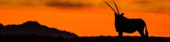 Silhouette of a lone desert adapted oryx against the striking namibian sunset