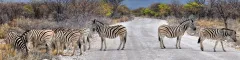 Herd of zebras standing on a dirt road in etosha national park