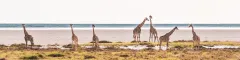 Tower of giraffes in etosha national park