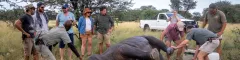 Wildlife volunteers observing rhino inspection by qualified rangers