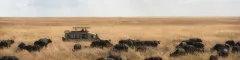 Safari vehicle in the serengeti surrounded by grazing buffalo