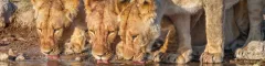 Lions drinking from a pool of water in etosha