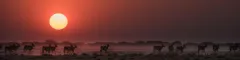 Etosha landscape sunset