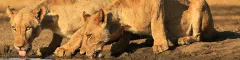 Lionesses drinking water at kavinga safari camp in mana pools zimbabwe