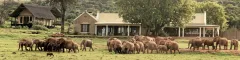 Large herd of elephants leaving waterhole in front of gorah elephant camps main lodge