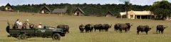 Guests on game drive looking at a herd of buffalo in front of gorah elephant camp in addo