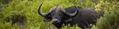 Cape buffalo spotted on safari tour in greater addo region