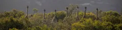 Tower of giraffes spotted on safari tour in greater addo region