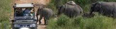 People photographing a herd of elephants passing behind their safari vehicle in kruger national park