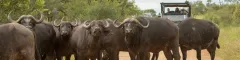 Faq buffalo blocking a dirt road in kruger national park