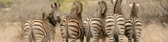 Five zebras standing side by side in southern kruger