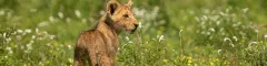 Christmas in kruger lion cub in green grass
