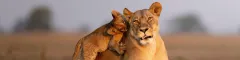 Lion cub playfully nipping lioness in northern kafue zambia