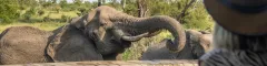 Woman watching elephants drinking from the pool at kambaku river sands