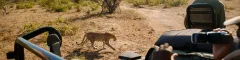 Leopard casually walking past a game drive vehicle on a game drive