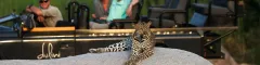 Sabi Sands safari guests looking at a leopard resting on a rock